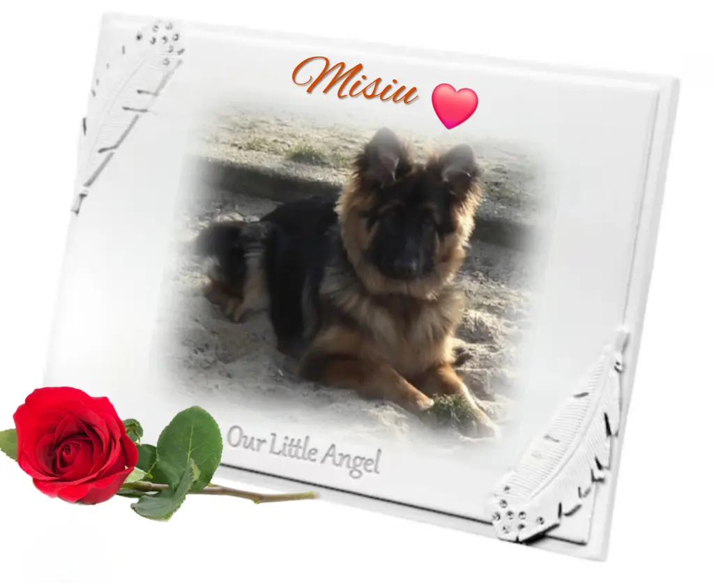 Condolence image of Ewa & Krzysztof mit Jacki tief im Herzen❤️