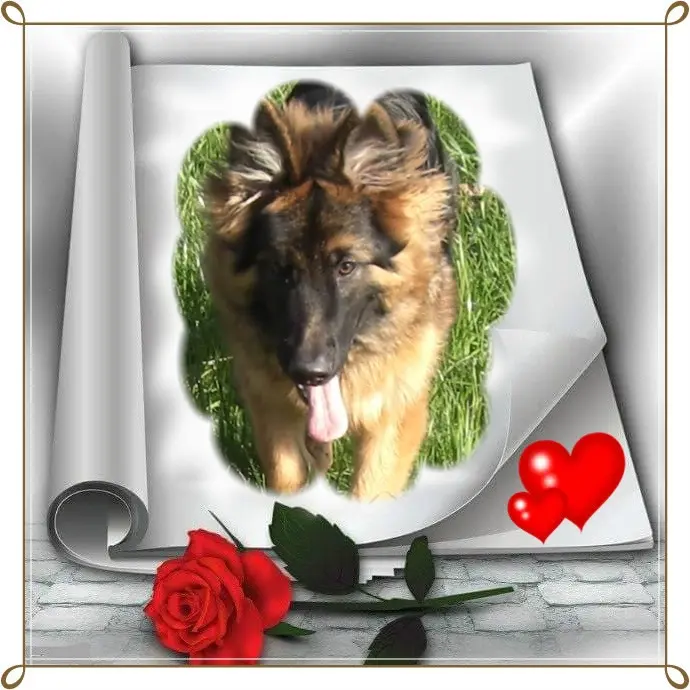 Condolence image of Dzień Dobry❤️❤️❤️mój Ukochany❤️❤️❤️❤️❤️❤️❤️Misieńku❤️❤️❤️