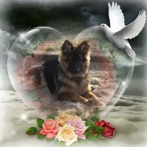 Condolence image of Dzień Dobry❤️❤️❤️mój Ukochany❤️❤️❤️❤️❤️❤️❤️Misieńku❤️❤️❤️