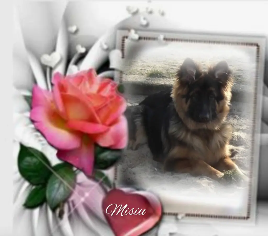 Condolence image of Sonntag...297 Wochen ohne Dich❤️ lieber Misiu❤️...
