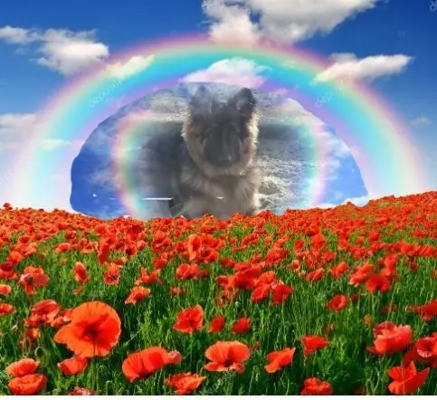 Condolence image of Dzień Dobry❤️❤️❤️mój Ukochany❤️❤️❤️❤️❤️❤️❤️Misieńku❤️❤️❤️