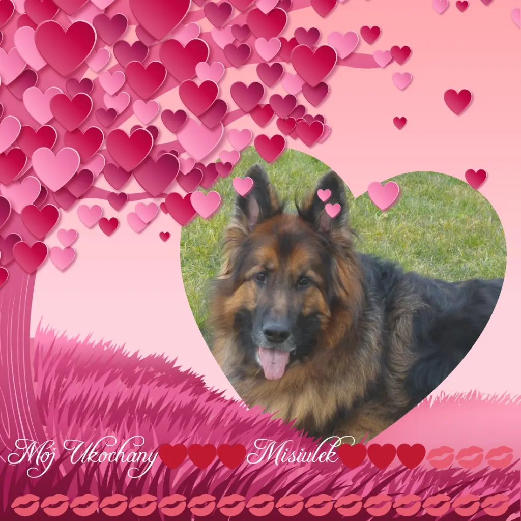 Condolence image of Dzień Dobry❤️❤️❤️mój Ukochany❤️❤️❤️❤️❤️❤️❤️Misieńku❤️❤️❤️