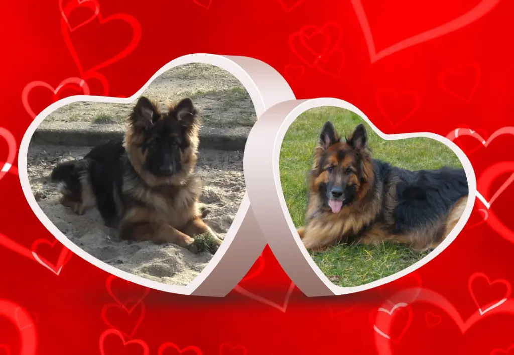 Condolence image of Dzień Dobry❤️❤️❤️mój Ukochany❤️❤️❤️❤️❤️❤️❤️Misieńku❤️❤️❤️