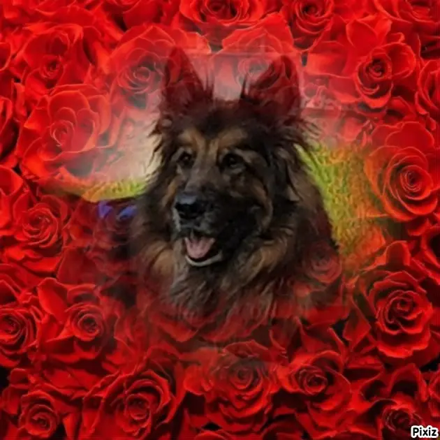 Condolence image of Dzień Dobry❤️❤️❤️mój Ukochany❤️❤️❤️❤️❤️❤️❤️Misieńku❤️❤️❤️