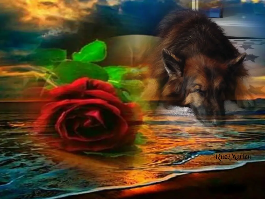Condolence image of Dobrej Nocki❤️❤️❤️❤️❤️❤️mój Ukochany❤️❤️❤️❤️❤️❤️Misieńku❤️❤️❤️