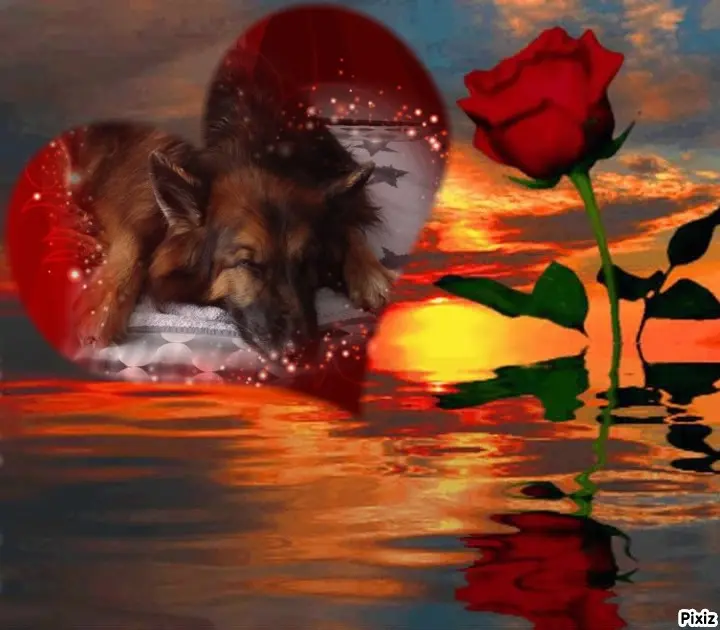 Condolence image of Dobrej Nocki❤️❤️❤️❤️❤️❤️mój Ukochany❤️❤️❤️❤️❤️❤️Misieńku❤️❤️❤️