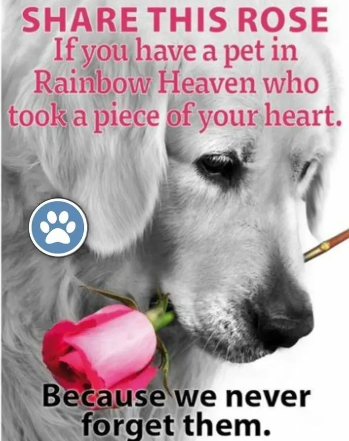 Condolence image of Claudia mit ASKO❤️