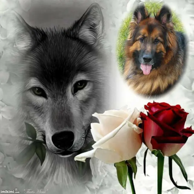 Condolence image of Dzień Dobry❤️❤️❤️mój Ukochany❤️❤️❤️❤️❤️❤️❤️Misieńku❤️❤️❤️
