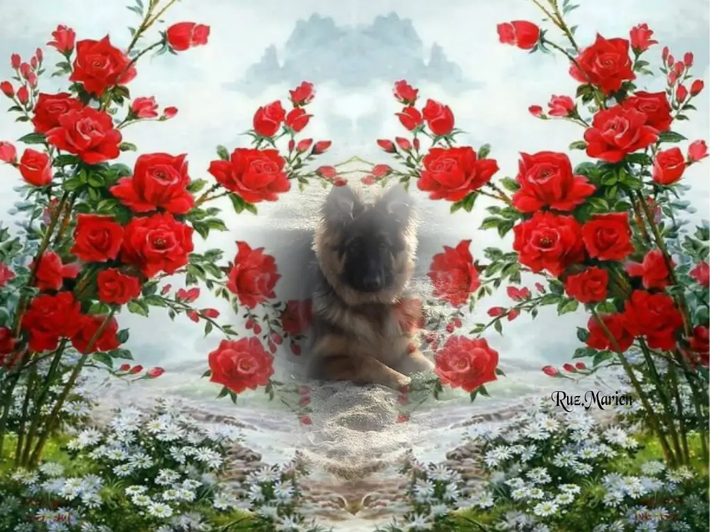 Condolence image of Dzień Dobry❤️❤️❤️mój Ukochany❤️❤️❤️❤️❤️❤️❤️Misieńku❤️❤️❤️