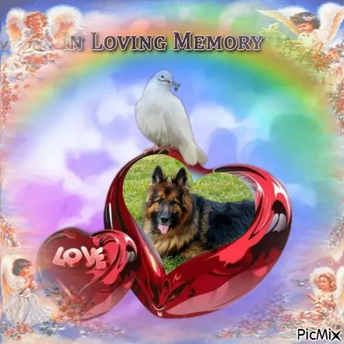 Condolence image of Kocham❤️❤️❤️❤️❤️❤️❤️❤️Cię❤️❤️❤️⭐️Misiu❤️❤️❤️⭐️