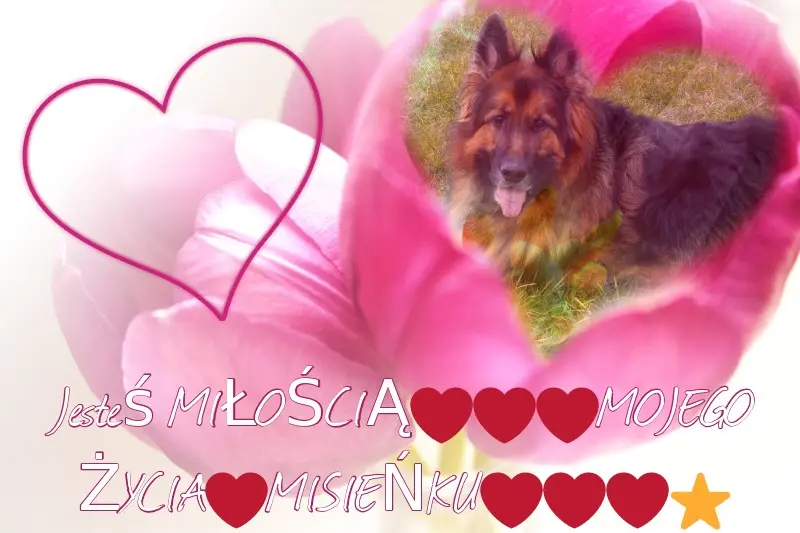 Condolence image of Kocham Cię❤️❤️❤️⭐️Misiu❤️❤️❤️⭐️