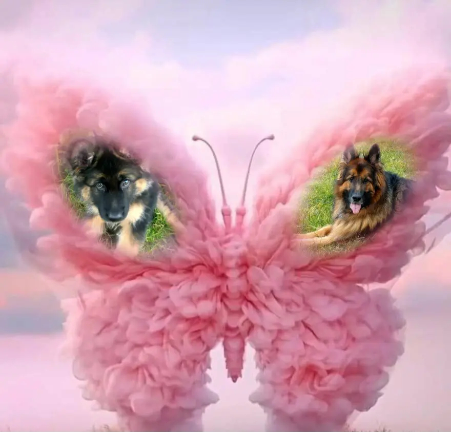 Condolence image of Dzień Dobry❤️❤️❤️mój Ukochany❤️❤️❤️❤️❤️❤️❤️Misieńku❤️❤️❤️