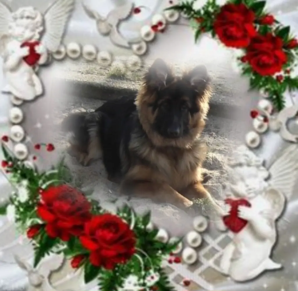 Condolence image of Niedziela...306 tygodni bez Ciebie♥️ kochany Misieńku♥️... 