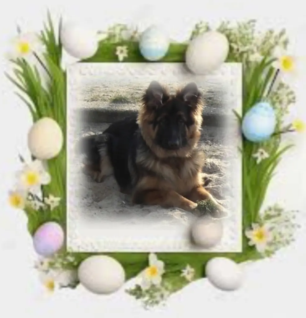 Condolence image of Niedziela...308 tygodni bez Ciebie♥️ kochany Misieńku♥️...