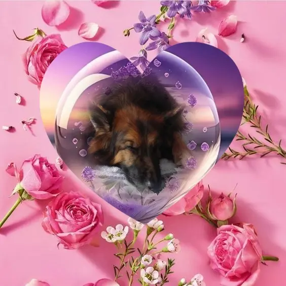 Condolence image of Dobrej Nocki❤️❤️❤️❤️❤️❤️mój Ukochany❤️❤️❤️❤️❤️❤️Misieńku❤️❤️❤️