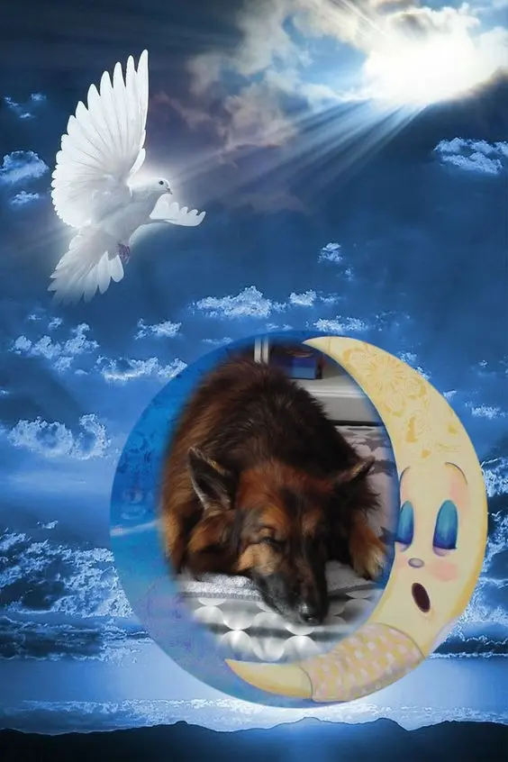 Condolence image of Dobrej Nocki❤️❤️❤️❤️❤️❤️mój Ukochany❤️❤️❤️❤️❤️❤️Misieńku❤️❤️❤️