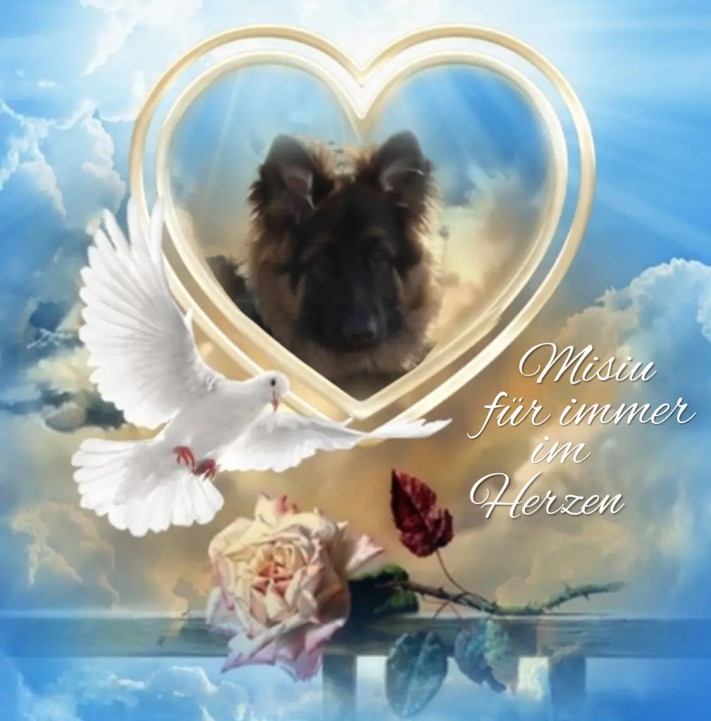 Condolence image of Misiu♥️ geliebt♥️ und unvergessen♥️