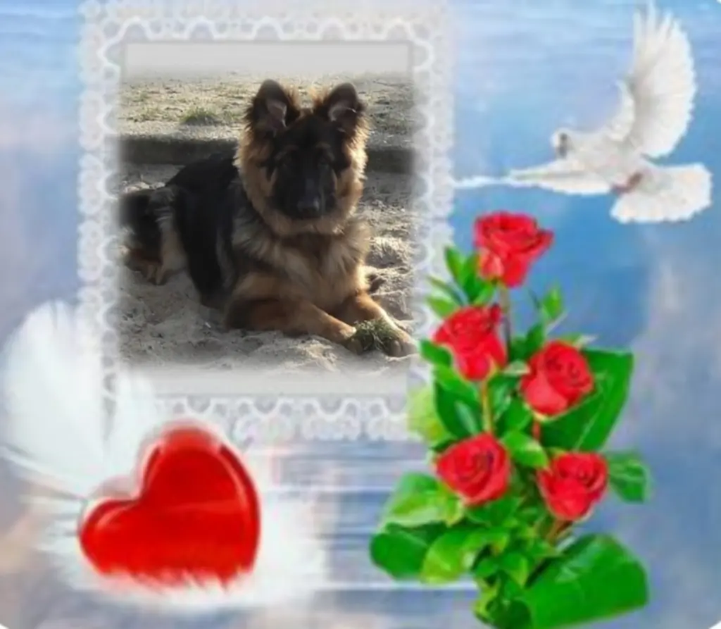 Condolence image of Niedziela...309 tygodni bez Ciebie♥️ kochany Misiu ♥️...
