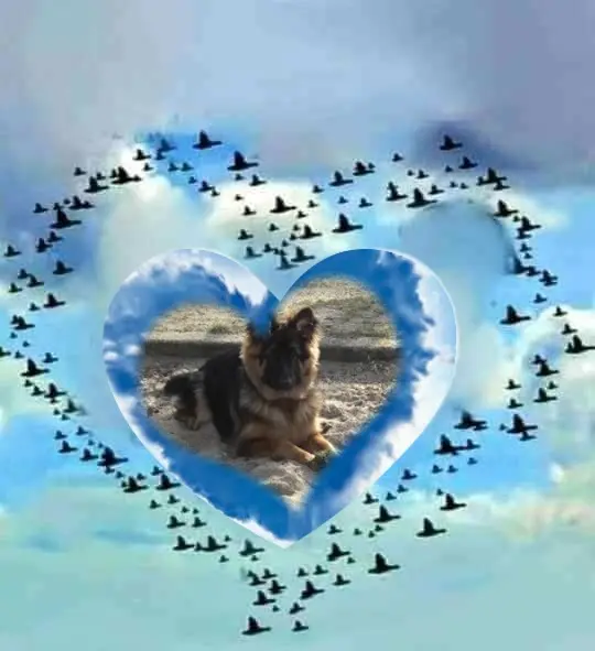 Condolence image of Dzień Dobry❤️❤️❤️mój Ukochany❤️❤️❤️❤️❤️❤️❤️Misieńku❤️❤️❤️