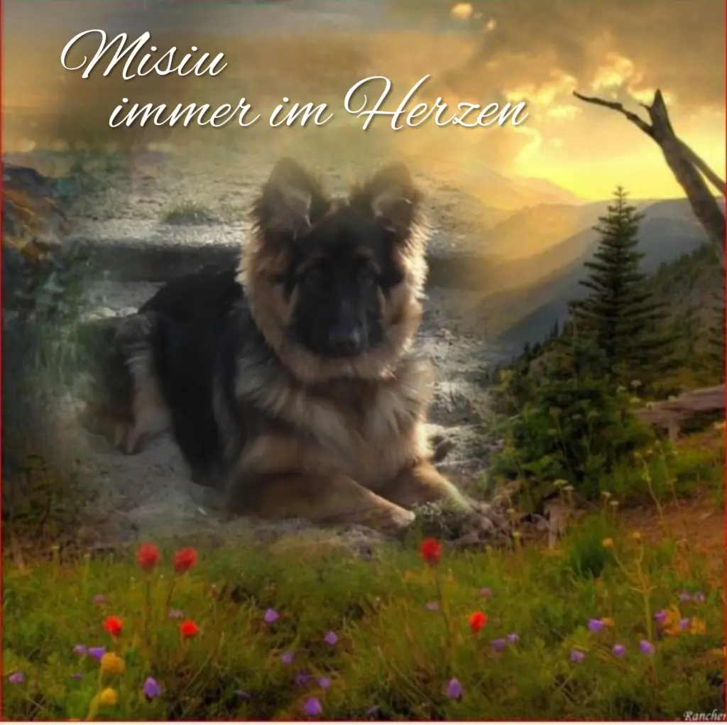 Condolence image of Niedziela...310 tygodni bez Ciebie♥️ kochany Misiu♥️...