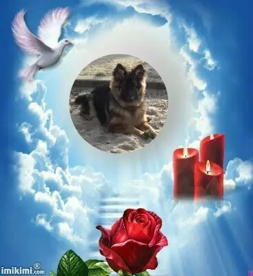 Condolence image of Dzień Dobry❤️❤️❤️mój Ukochany❤️❤️❤️❤️❤️❤️❤️Misieńku❤️❤️❤️