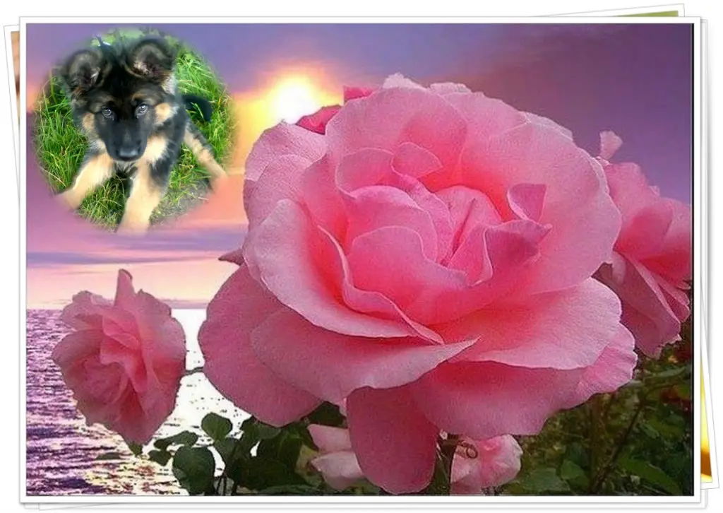 Condolence image of Dobry Wieczór❤️❤️❤️Mińku❤️❤️❤️