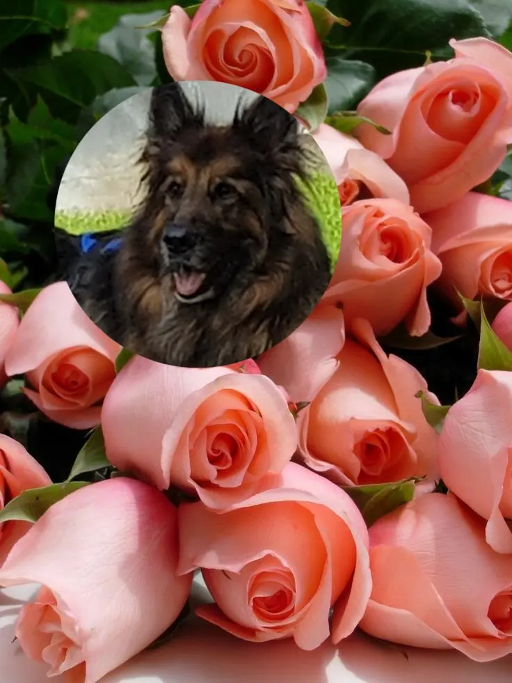 Condolence image of Dzień Dobry❤️❤️❤️mój Ukochany❤️❤️❤️❤️❤️❤️❤️Misieńku❤️❤️❤️