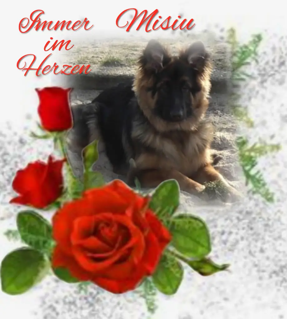 Condolence image of Niedziela...312 tygodni bez Ciebie♥️ kochany Misiu♥️...