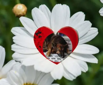 Condolence image of Dobrej Nocki❤️❤️❤️❤️❤️❤️mój Ukochany❤️❤️❤️❤️❤️❤️Misieńku❤️❤️❤️