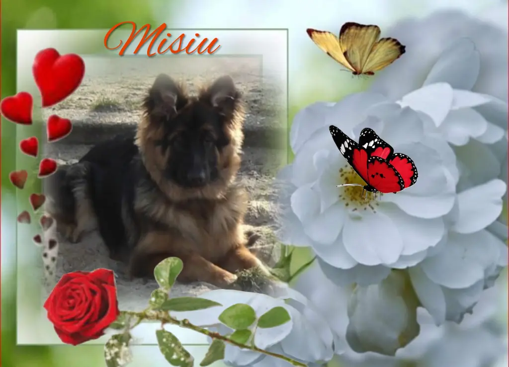 Condolence image of Niedziela...313 tygodni bez Ciebie♥️ kochany Misieńku♥️...