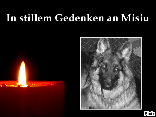 Condolence image of Tanja mit Timmy im Herzen