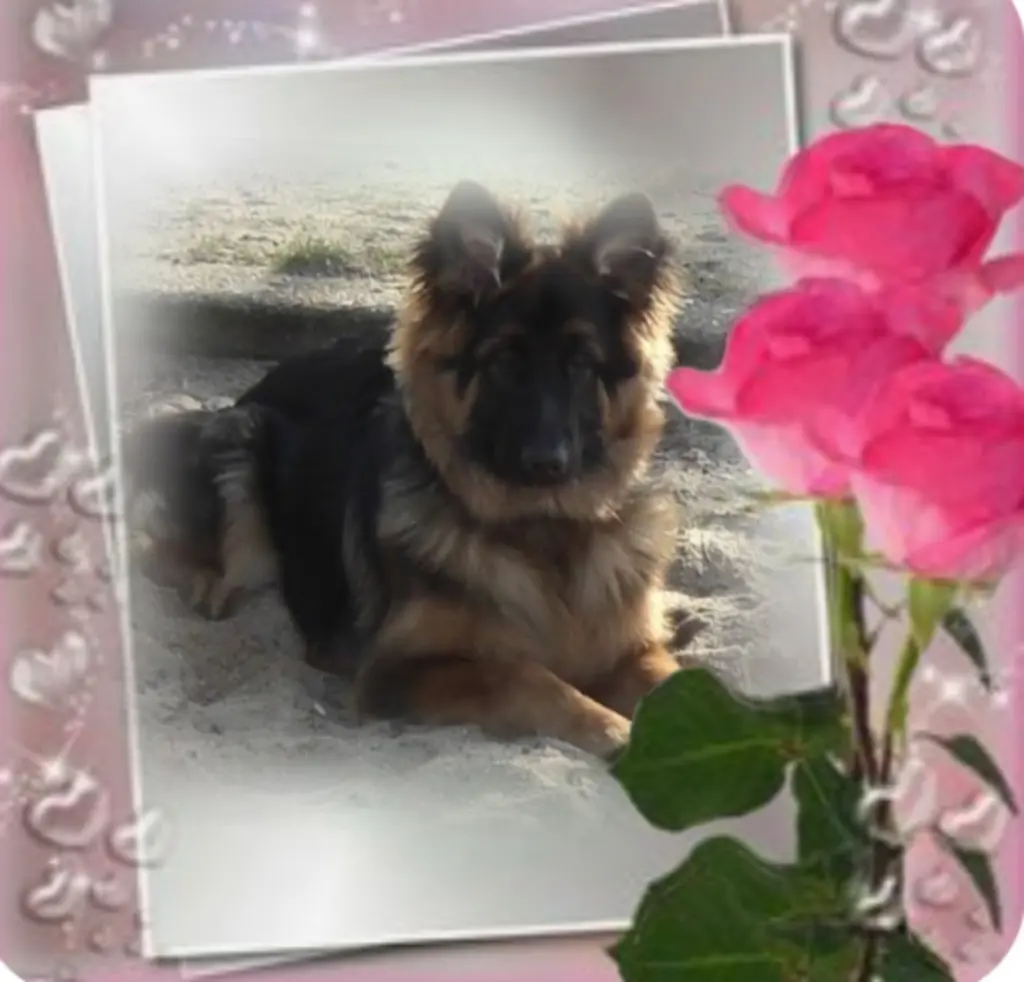 Condolence image of Misiu♥️ geliebt♥️ und unvergessen♥️