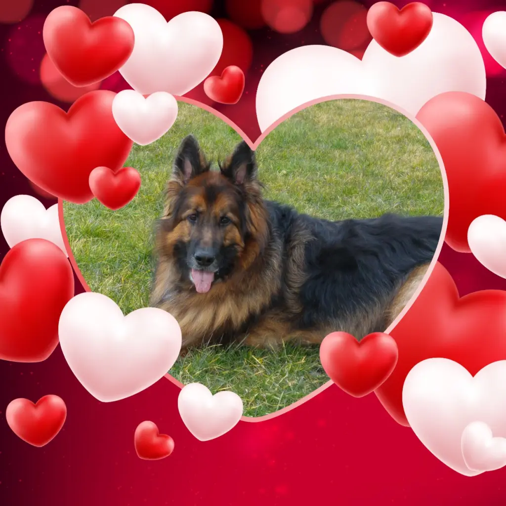 Condolence image of Dzień Dobry❤️❤️❤️mój Ukochany❤️❤️❤️❤️❤️❤️❤️Misieńku❤️❤️❤️