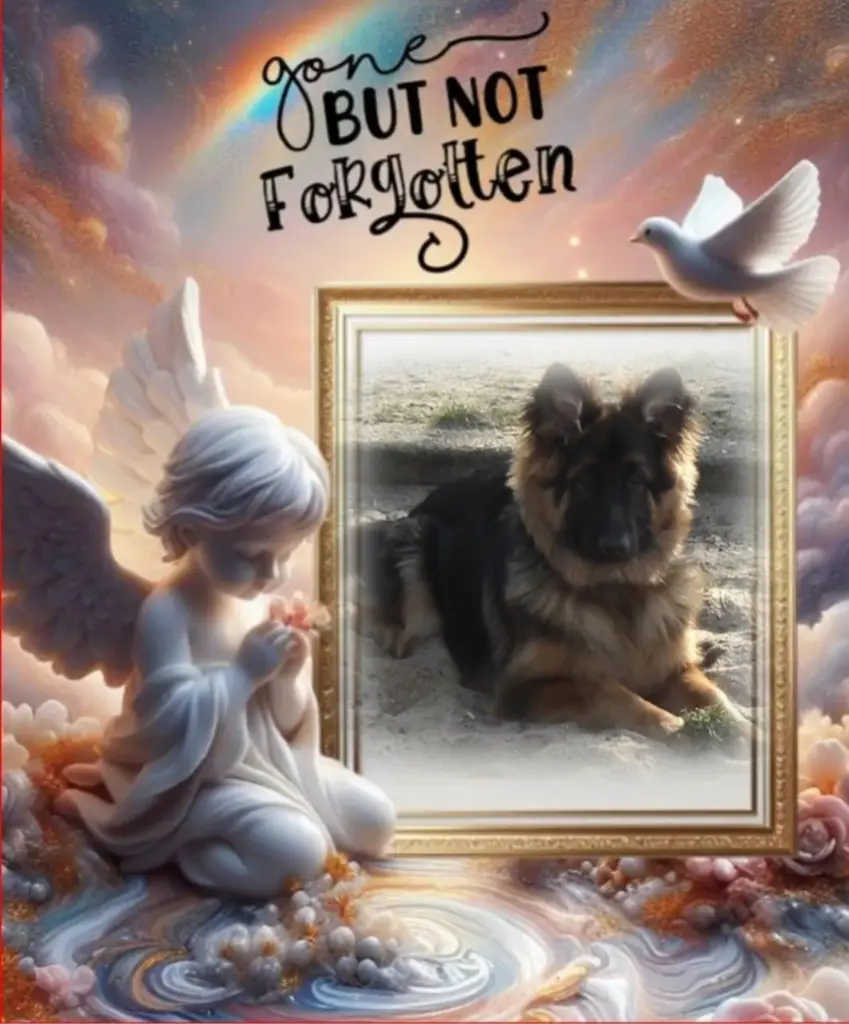 Condolence image of Sonntag...315 Wochen ohne Dich♥️ lieber Misiu♥️...