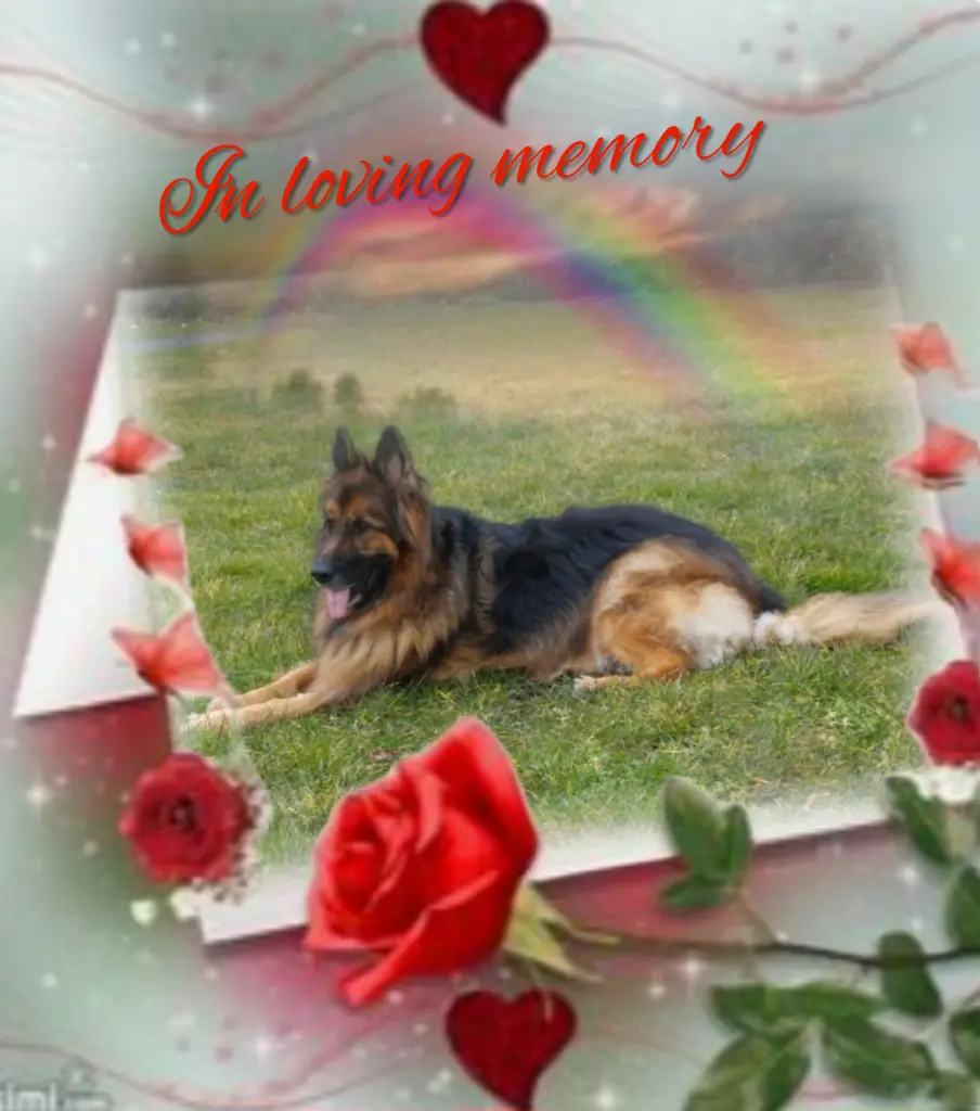 Condolence image of Niedziela...316 tygodni bez Ciebie♥️ kochany Misiu♥️...