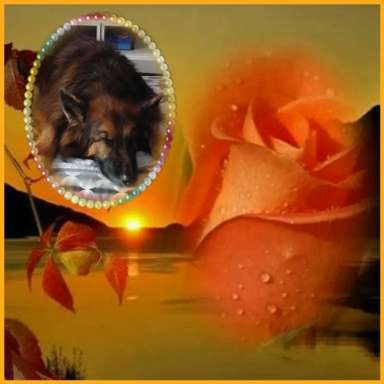 Condolence image of Dobrej Nocki❤️❤️❤️❤️❤️❤️mój Ukochany❤️❤️❤️❤️❤️❤️Misieńku❤️❤️❤️
