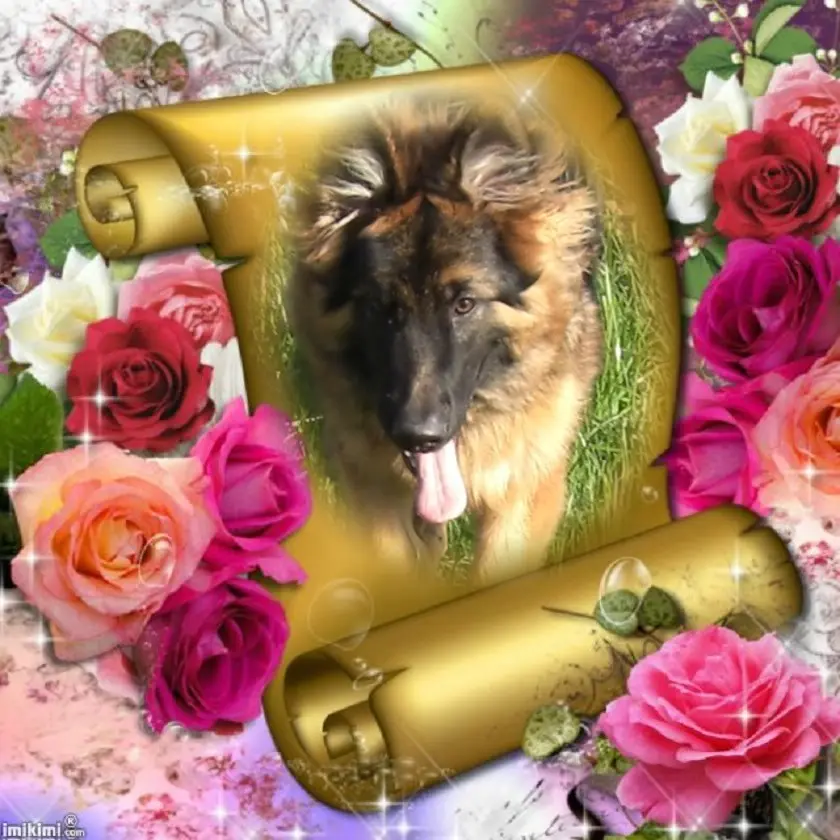 Condolence image of Dzień Dobry❤️❤️❤️mój Ukochany❤️❤️❤️❤️❤️❤️❤️Misieńku❤️❤️❤️
