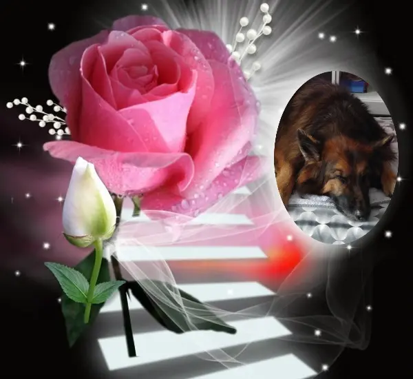 Condolence image of Dobrej Nocki❤️❤️❤️❤️❤️❤️mój Ukochany❤️❤️❤️❤️❤️❤️Misieńku❤️❤️❤️