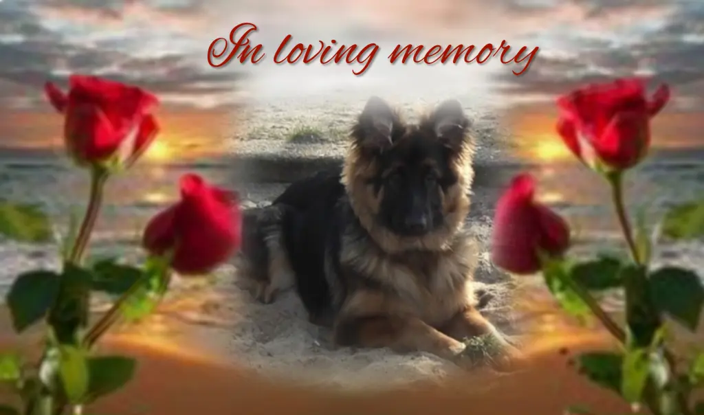 Condolence image of Misiu♥️ geliebt♥️ und unvergessen♥️