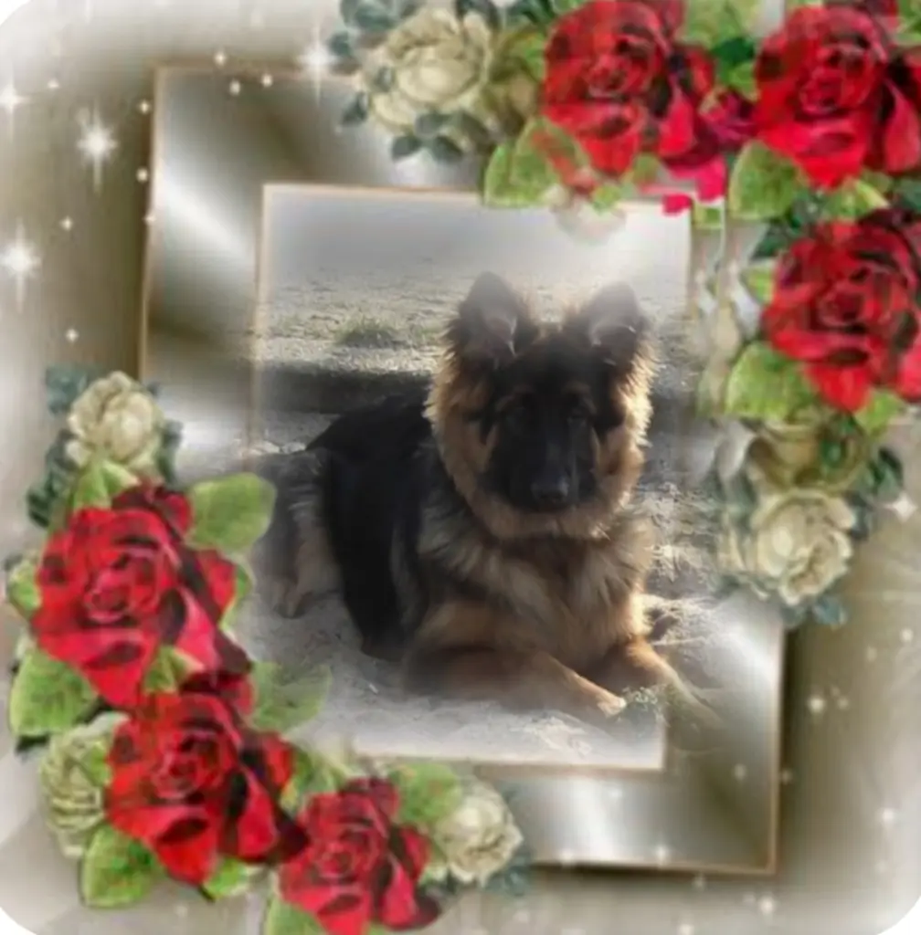 Condolence image of Niedziela...318 tygodni bez Ciebie♥️ kochany Misieńku...♥️ 