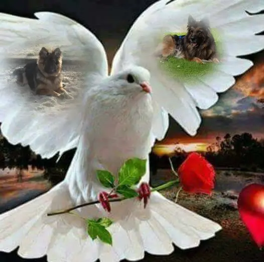 Condolence image of Dzień Dobry❤️❤️❤️mój Ukochany❤️❤️❤️❤️❤️❤️❤️Misieńku❤️❤️❤️