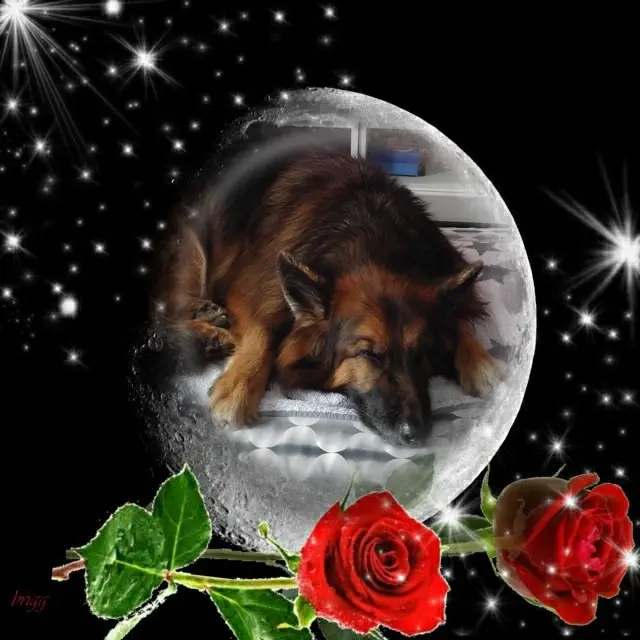 Condolence image of Dobrej Nocki❤️❤️❤️❤️❤️❤️mój Ukochany❤️❤️❤️❤️❤️❤️Misieńku❤️❤️❤️