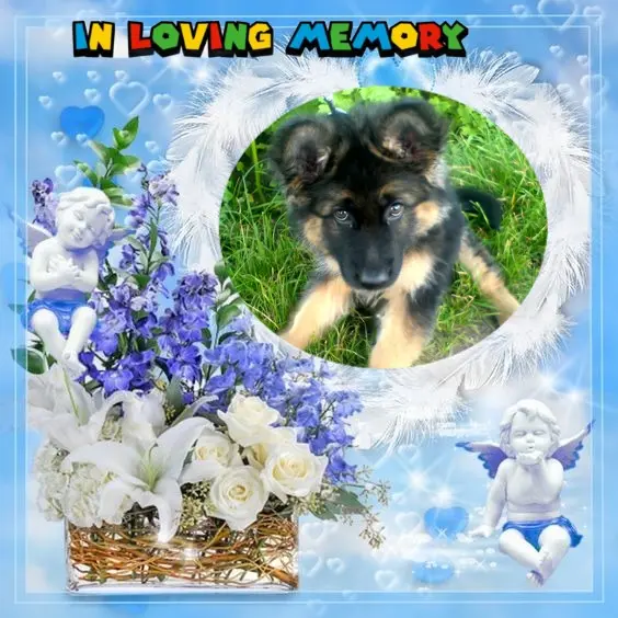 Condolence image of Dzień Dobry❤️❤️❤️mój Ukochany❤️❤️❤️❤️❤️❤️❤️Misieńku❤️❤️❤️