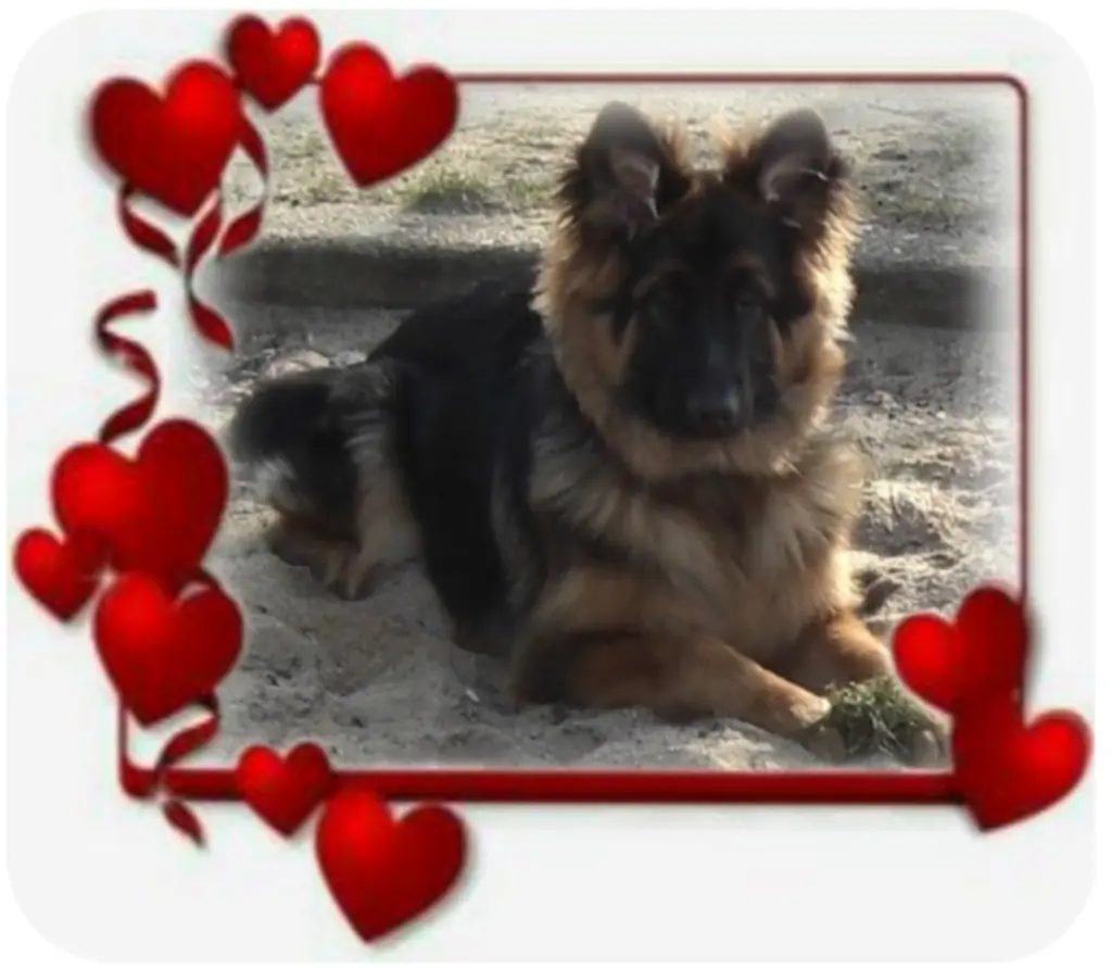 Condolence image of Misiu♥️ geliebt♥️ und unvergessen♥️