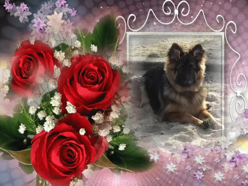 Condolence image of Dzień Dobry❤️❤️❤️mój Ukochany❤️❤️❤️❤️❤️❤️❤️Misieńku❤️❤️❤️