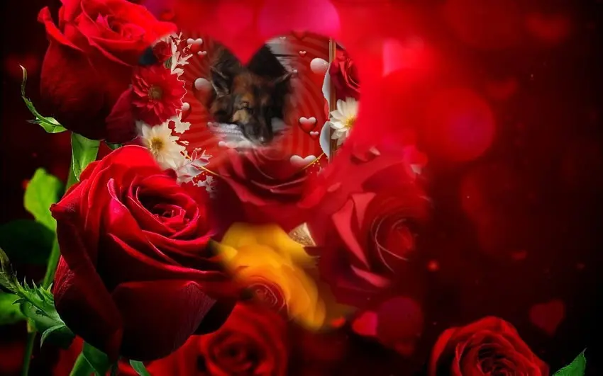Condolence image of Dobrej Nocki❤️❤️❤️❤️❤️❤️mój Ukochany❤️❤️❤️❤️❤️❤️Misieńku❤️❤️❤️