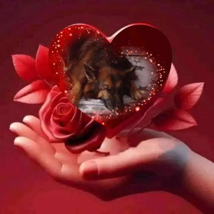 Condolence image of Dobrej Nocki❤️❤️❤️❤️❤️❤️mój Ukochany❤️❤️❤️❤️❤️❤️Misieńku❤️❤️❤️