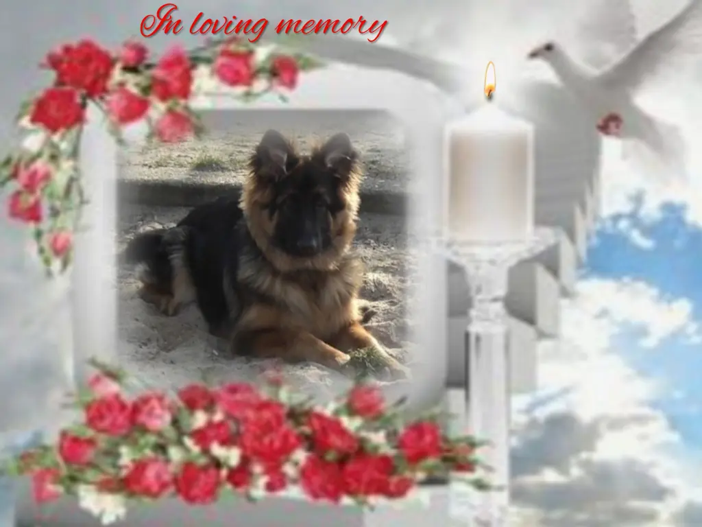 Condolence image of Niedziela...324 tygodnie bez Ciebie♥️ kochany Misieńku♥️...