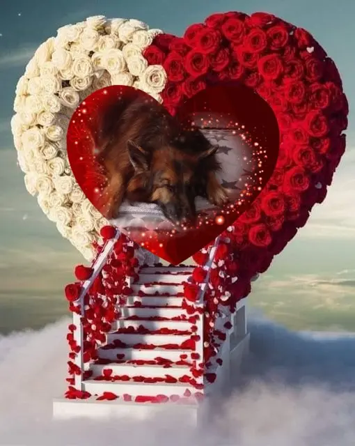 Condolence image of Dobrej Nocki❤️❤️❤️❤️❤️❤️mój Ukochany❤️❤️❤️❤️❤️❤️Misieńku❤️❤️❤️