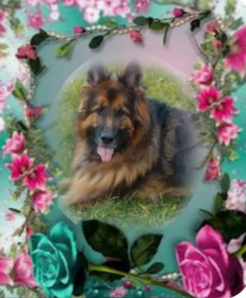 Condolence image of Misiu♥️ geliebt♥️ und unvergessen♥️